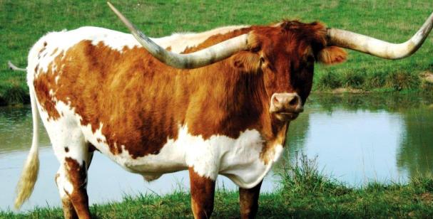 longhorn 1