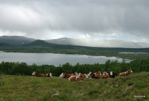 4953243735_2ecc12887c_o