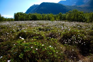 9015876043_2eb8f1b208_o