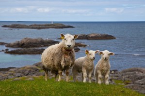 9028252556_ddab05bc3d_o