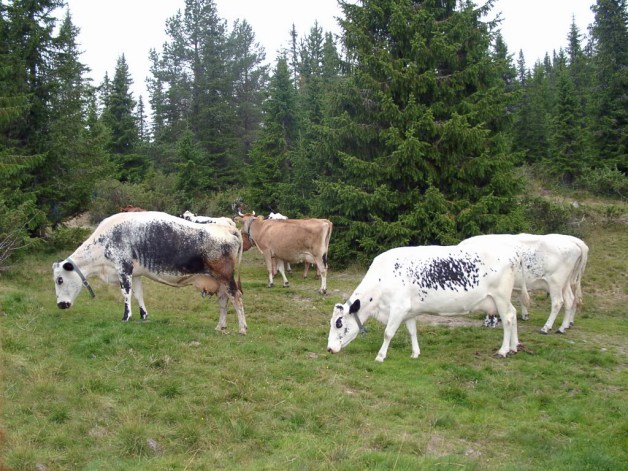 Kyr på utmarksbeite