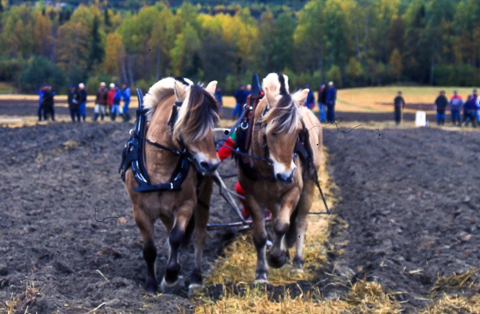 Nordisk mesterskap 1996-3